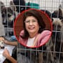 Admitió que sacrificó a 10 mil perritos como alcaldesa en Estado México pero aseguró que “siguió órdenes apegadas a la ley”