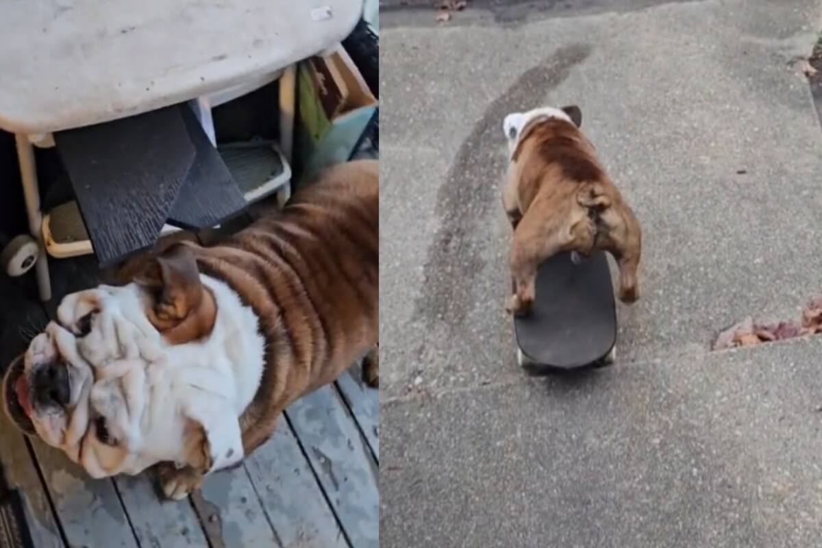 Joven muestra cómo su perro puede andar en skateboard