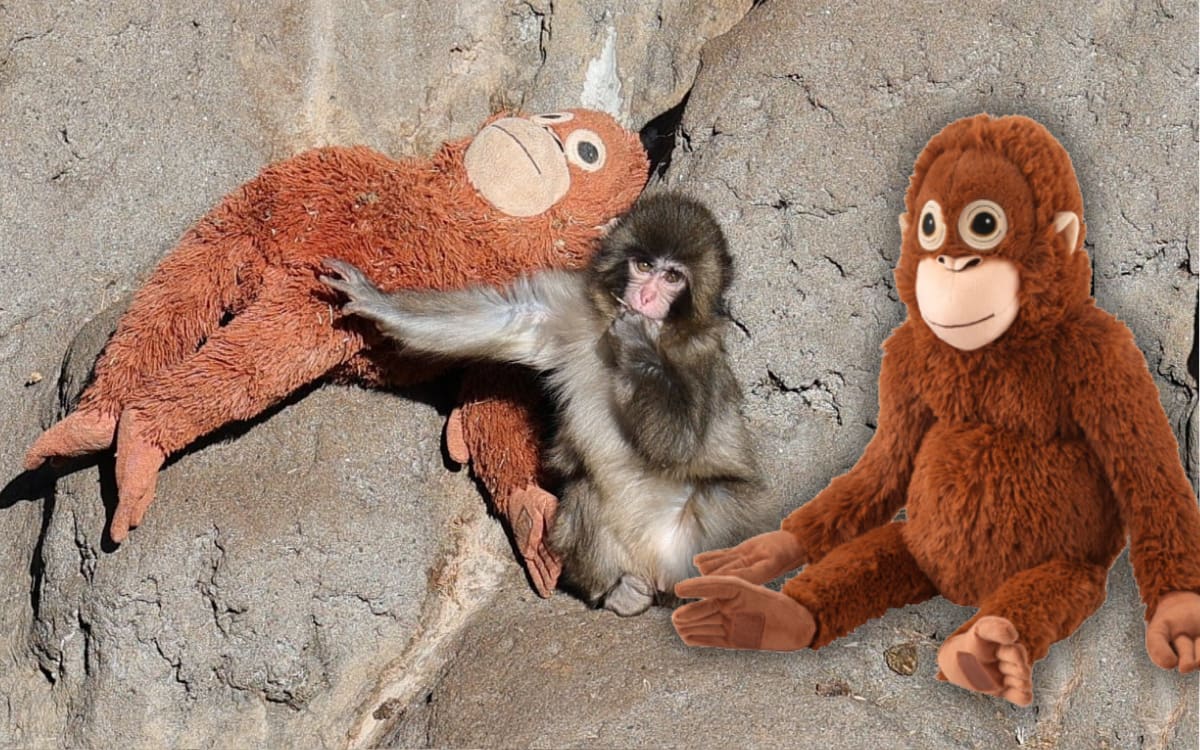 Rechazado por su madre, mono bebé encuentra consuelo en un peluche. Foto: X de Sputnik Mundo @SputnikMundo e IKEA