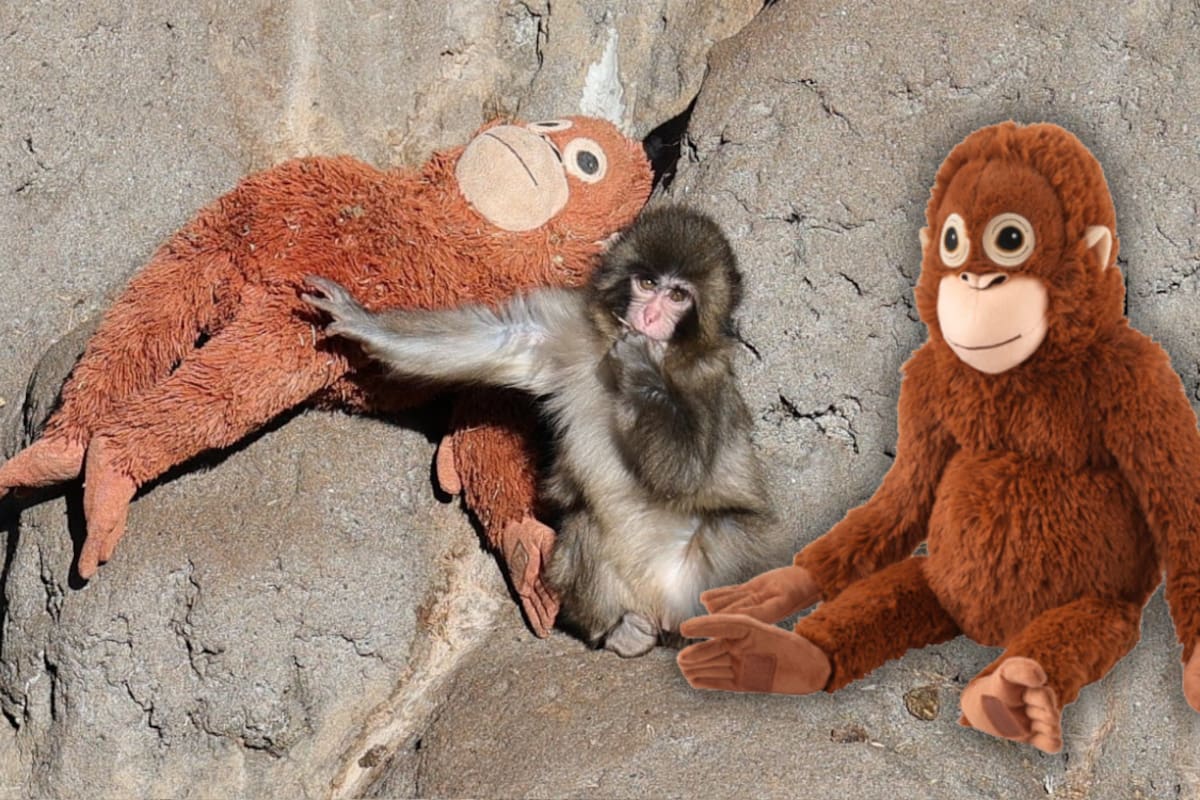 VIDEO: Rechazado por su madre, mono bebé se aferra a un peluche para sentirse seguro