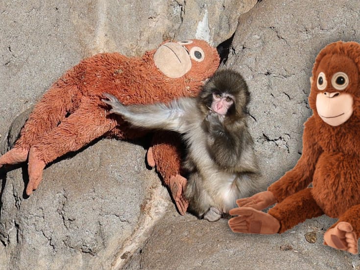 VIDEO: Rechazado por su madre, mono bebé se aferra a un peluche para sentirse seguro