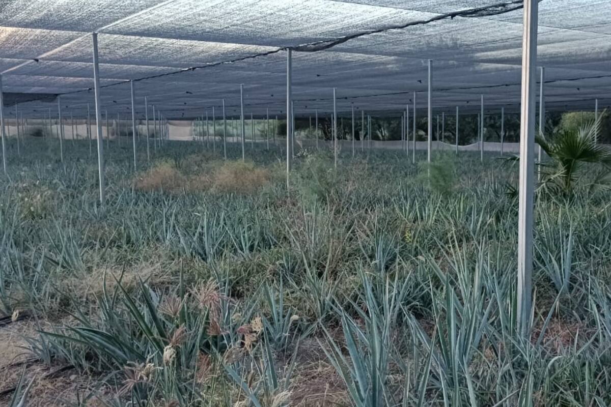 Hacen realidad proyecto escolar al crear una destilería de agave