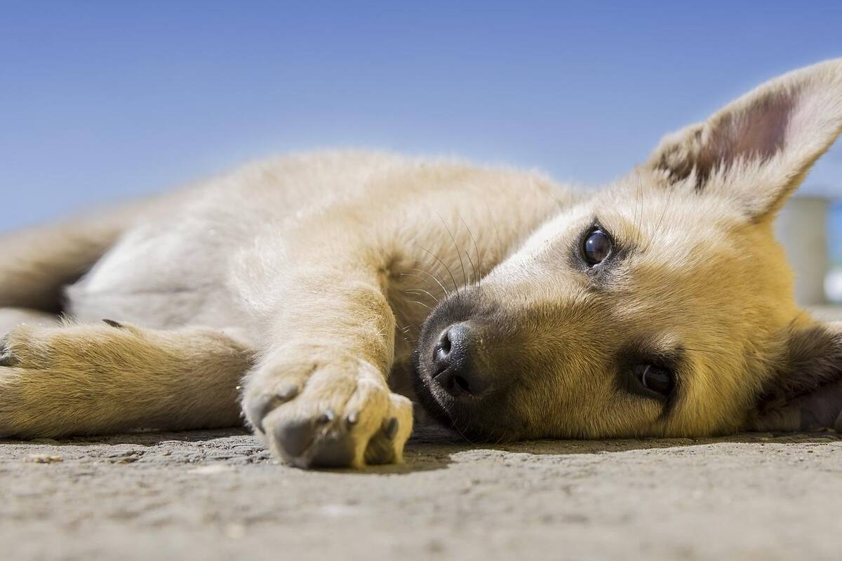 Amenazó a su ex con matar a su perro si no volvía con él, hallan muerto al can