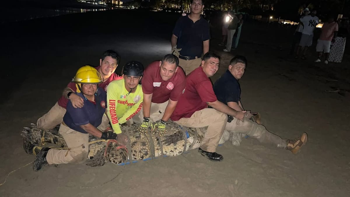 Cocodrilo capturado en Bahía de Banderas | Vivo Noticias