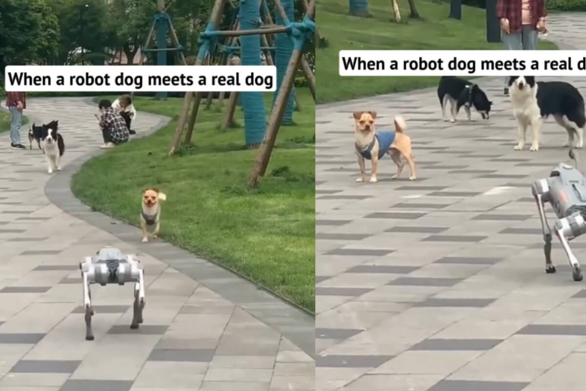 Perros reales se encuentran con un perro robot y estas fueron sus reacciones