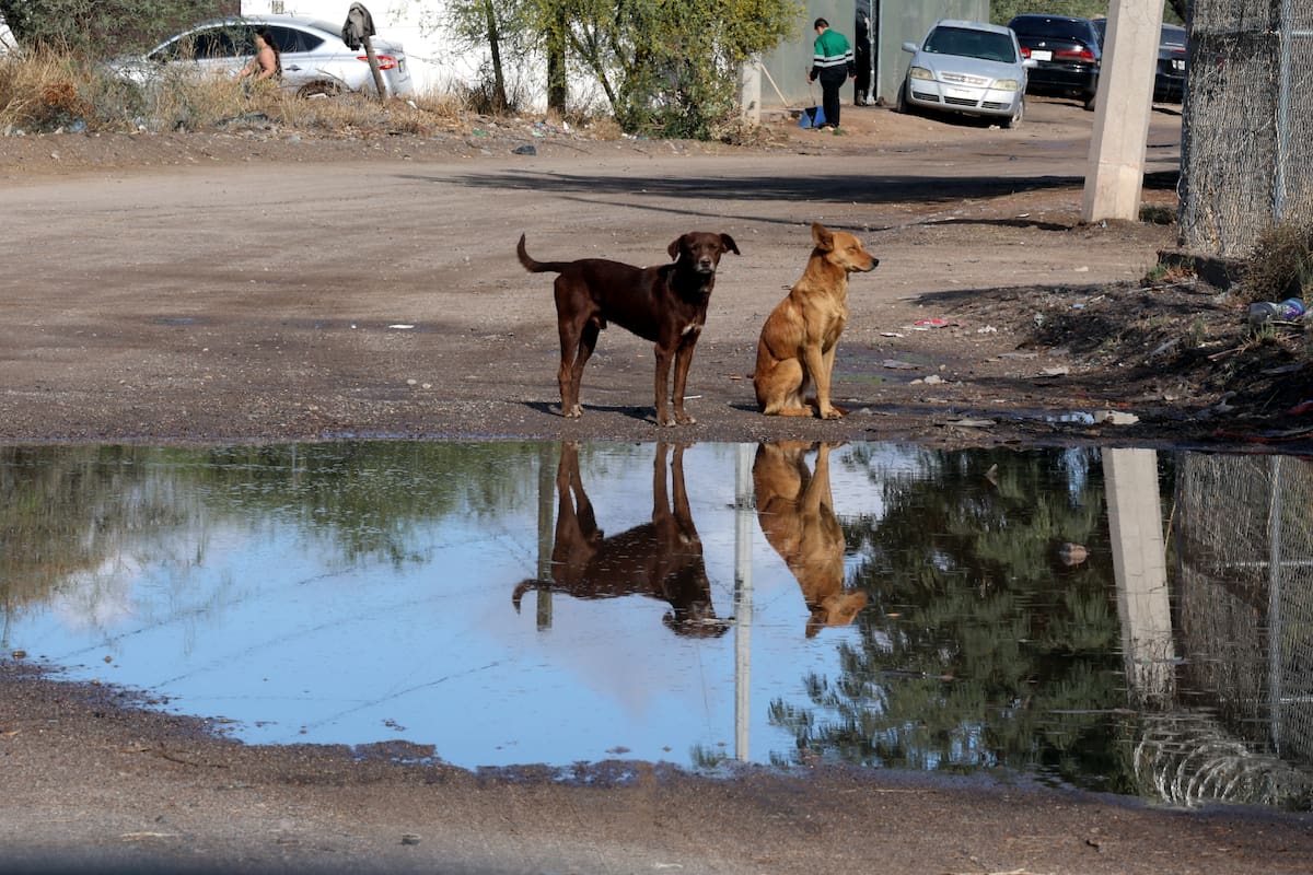 Campaña ‘Salvando La Vida Animal’ en Hermosillo rescatará y esterilizará perros callejeros gratis