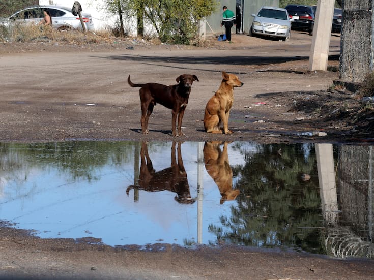 Campaña ‘Salvando La Vida Animal’ en Hermosillo rescatará y esterilizará perros callejeros gratis