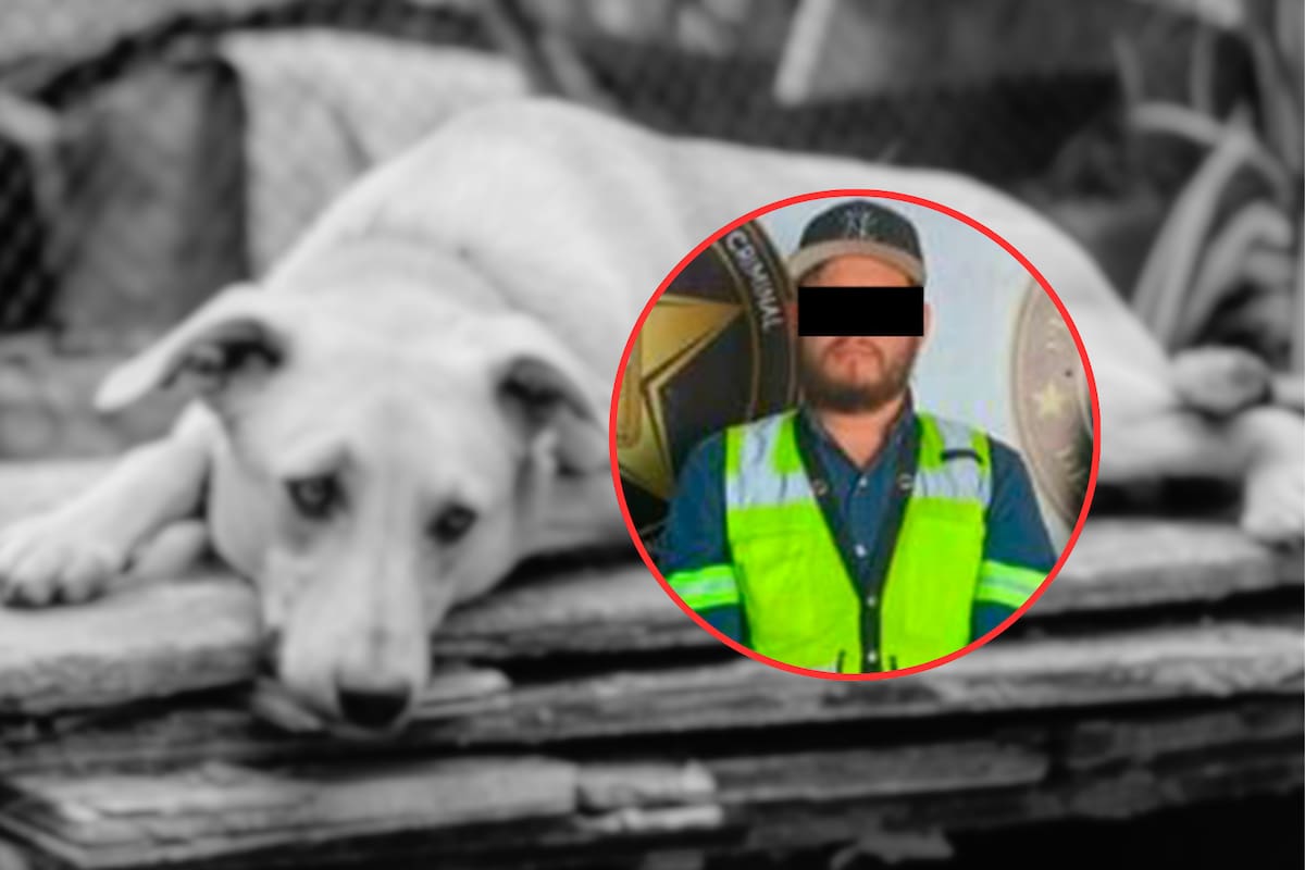 Vinculan a proceso a conductor que arrastró a un perro hasta matarlo en Hermosillo; el caso se hizo viral en redes sociales