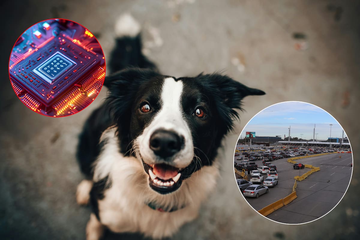 Microchip para mascotas es el servicio más demandado por residentes de California en Tijuana