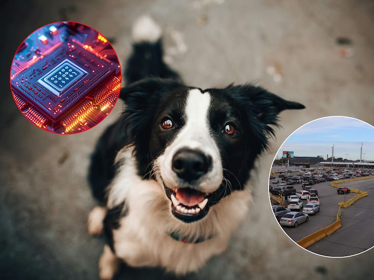 Microchip para mascotas es el servicio más demandado por residentes de California en Tijuana