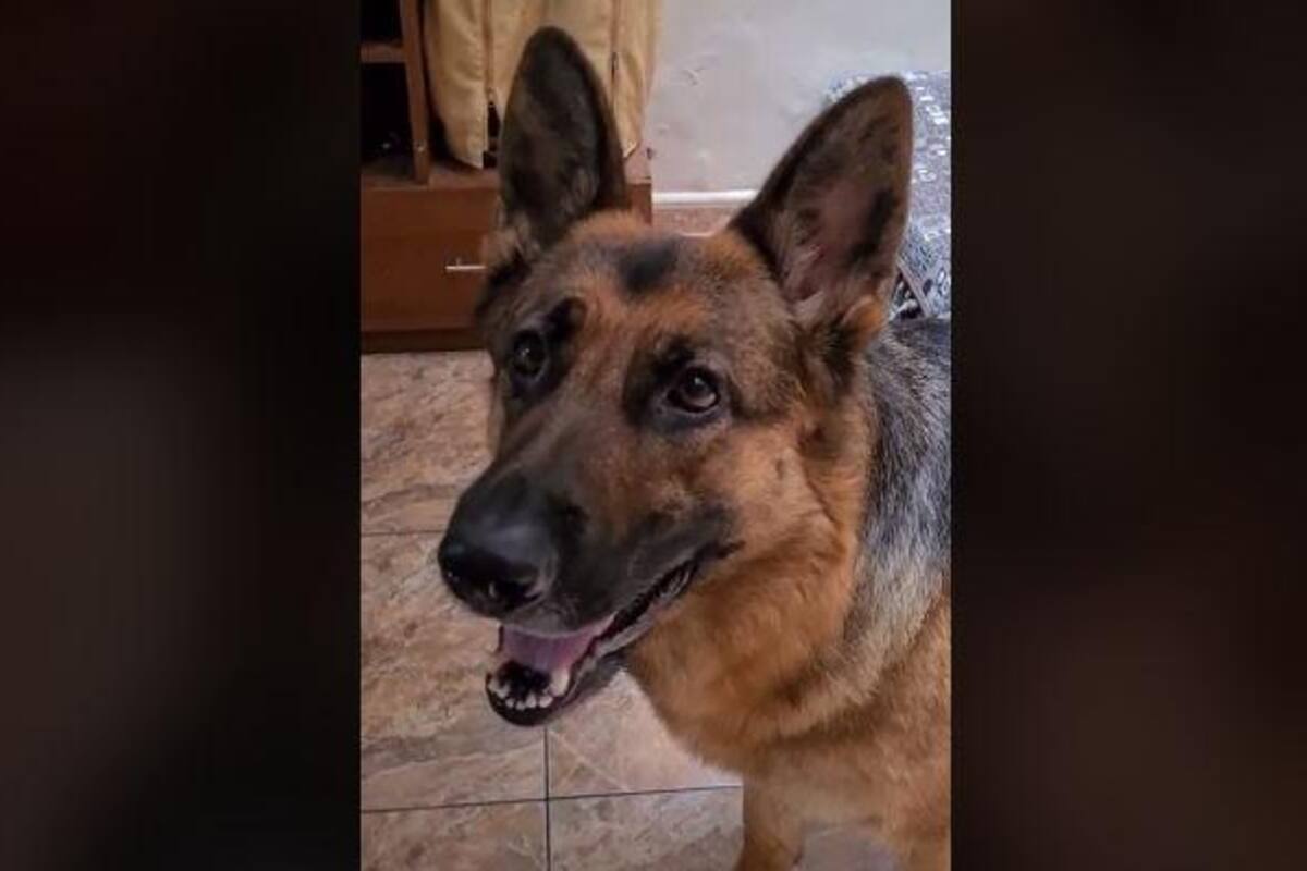 TIKTOK: Perrita se "molesta" porque sus dueños la encierran en la cochera