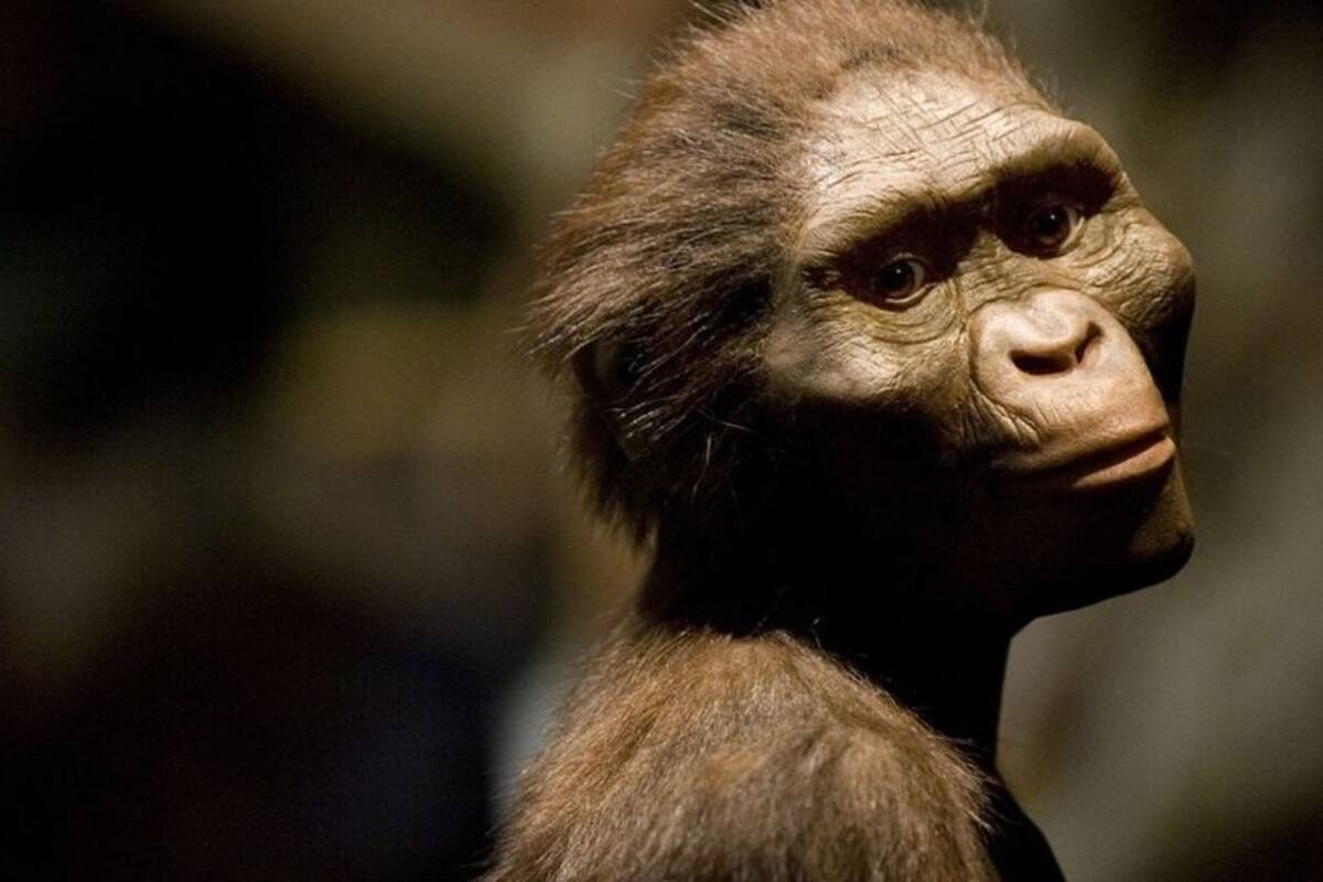 Lucy y Ardi, los fósiles que cambiaron la historia de la humanidad