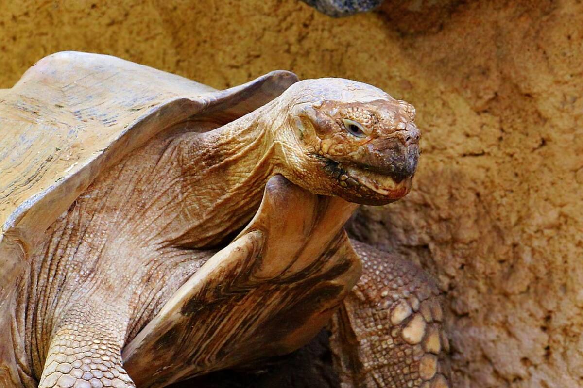 Pasean a una tortuga gigante en las calles de Tokio