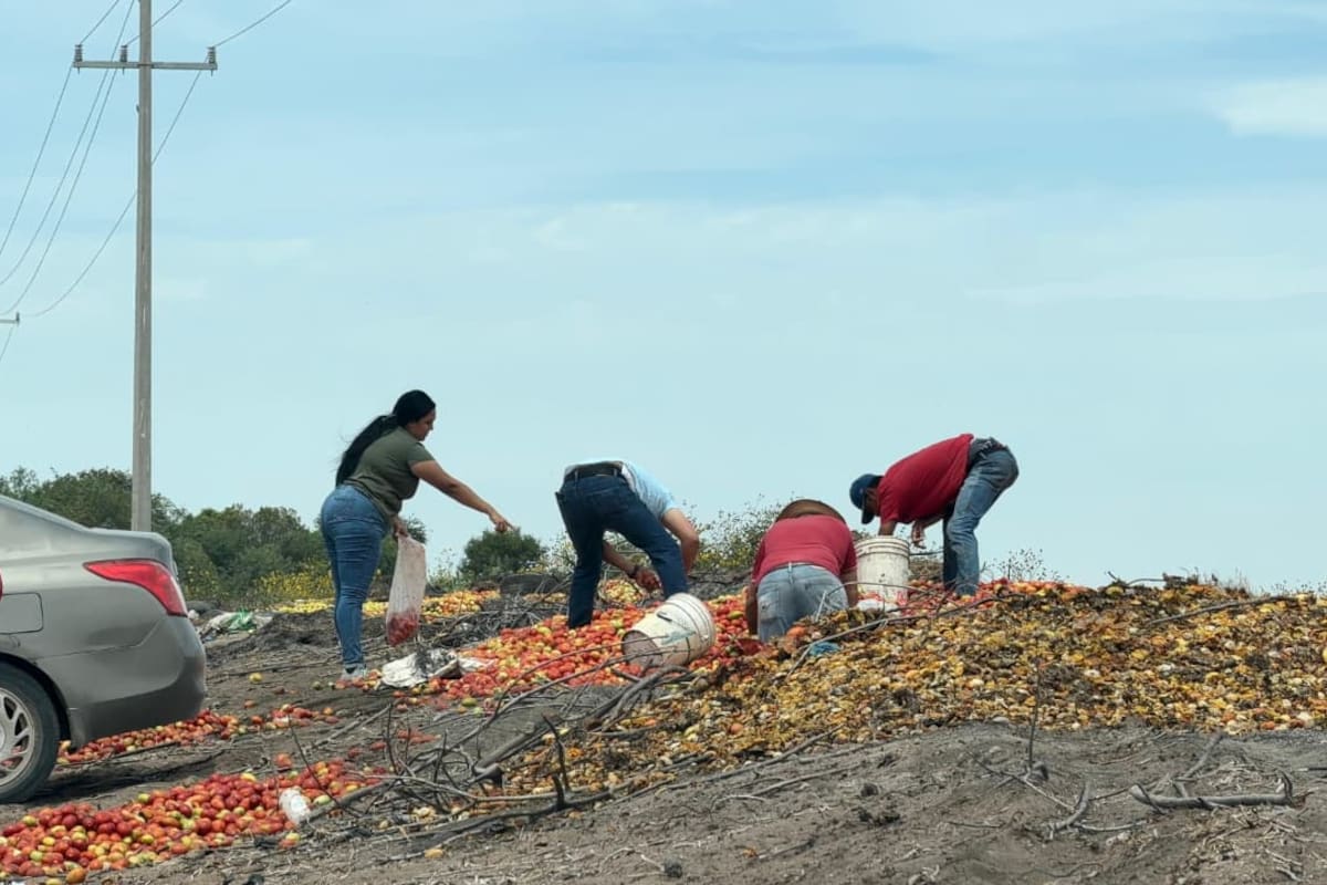 Con el kilo de tomate alcanzando precios exorbitantes, familias aprovechan merma de un invernadero en el Valle del Yaqui