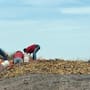 Con el kilo de tomate alcanzando precios exorbitantes, familias aprovechan merma de un invernadero en el Valle del Yaqui
