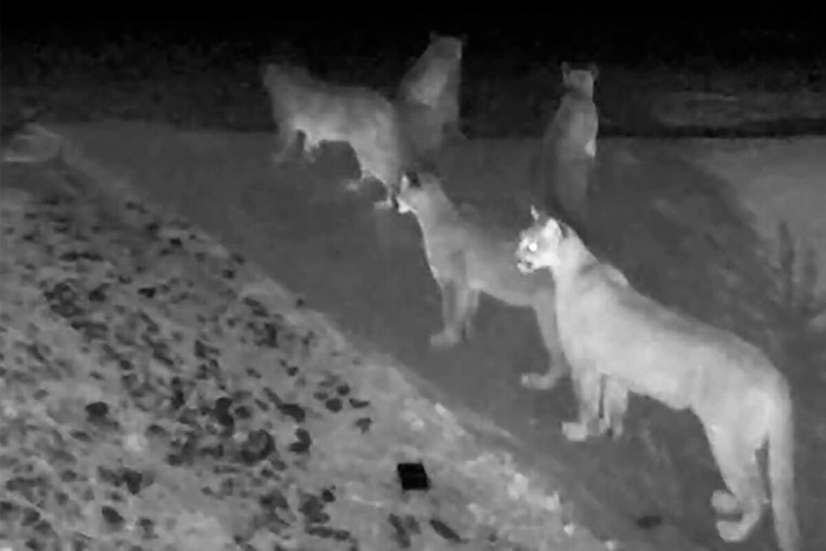 Cámara de seguridad capta a cinco pumas juntos en California