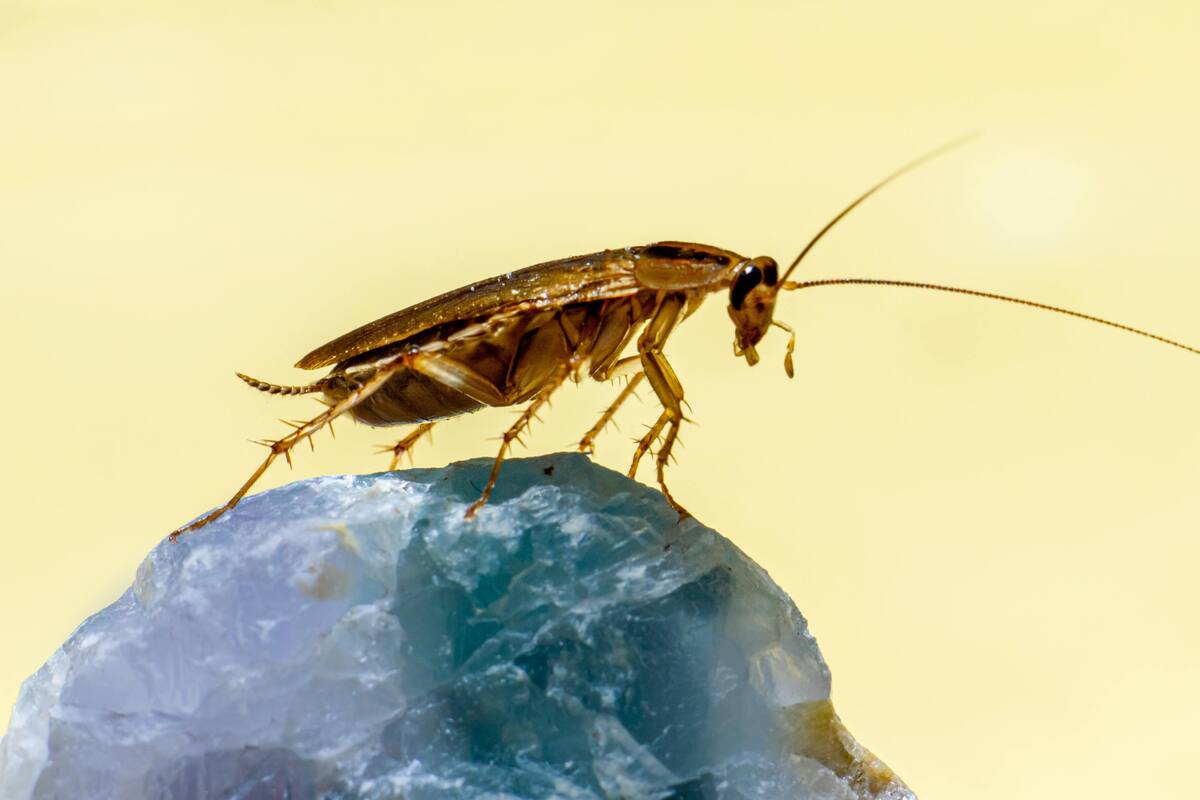 Qué hacer si hay cucarachas en casa: soluciones prácticas y cuidados necesarios