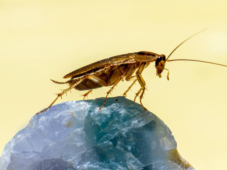 Qué hacer si hay cucarachas en casa: soluciones prácticas y cuidados necesarios