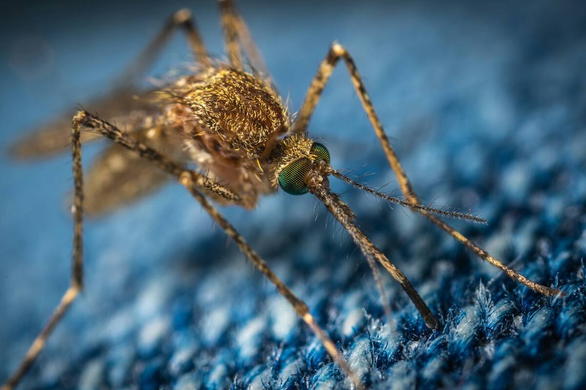 Colores que atraen a los mosquitos este verano, ¡evita ser devorado por ellos!