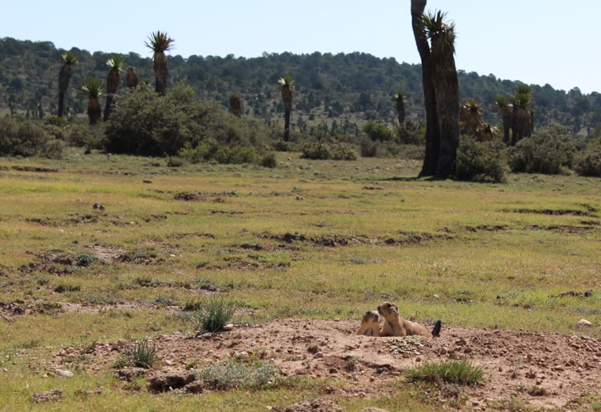 Pradera, Chihuahua