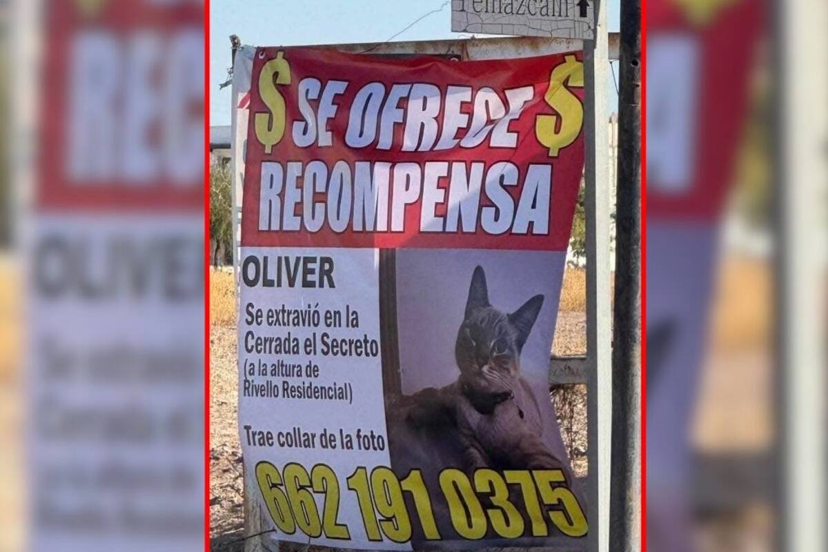 Ofrecen recompensa por Oliver, un gato perdido en Rivello Residencial