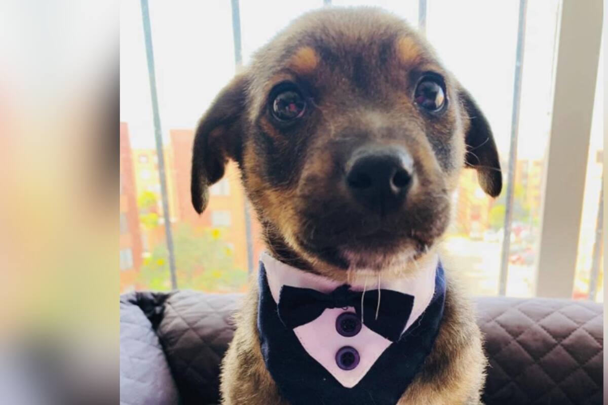 VIRAL: “Vestido y alborotado” Perrito iba a ser adoptado y lo dejaron plantado