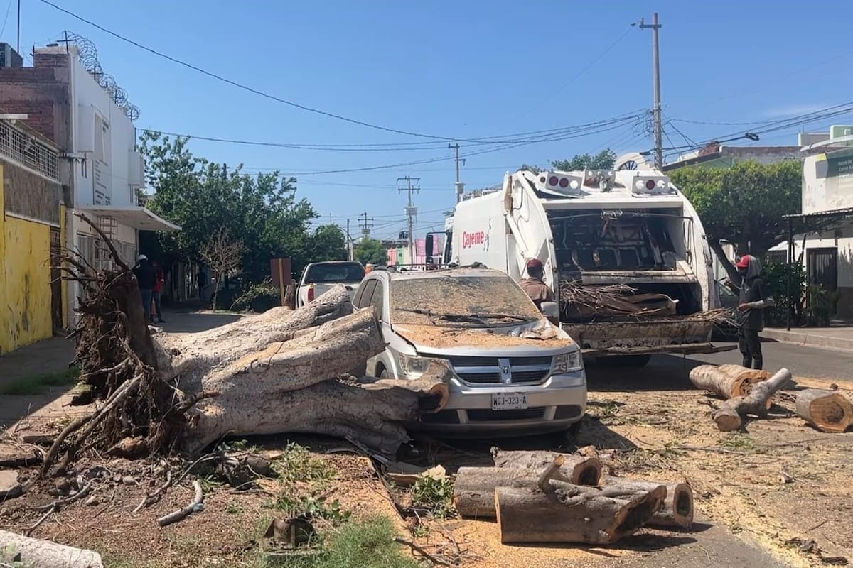 Lluvia y viento dejan 13 árboles caídos y daños en postes y cableado en Ciudad Obregón