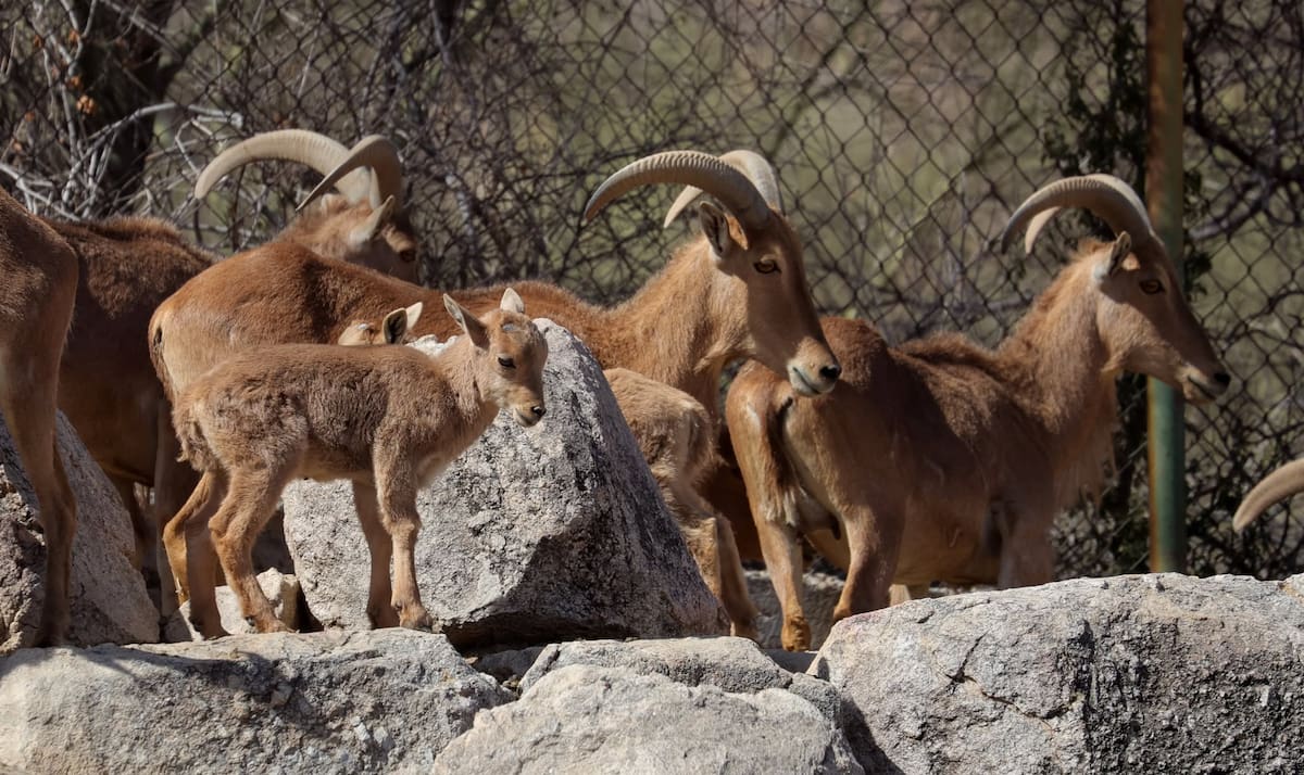 Ejemplares de Muflón europeo del Centro Ecológico de Sonora. Foto: Julián Ortega