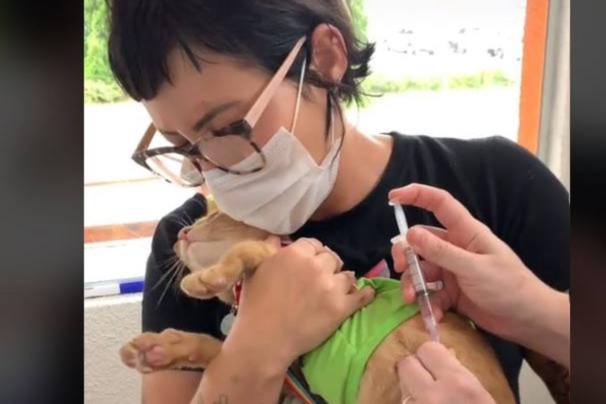 Este animal se enoja al ver que lo engañaron para inyectarlo