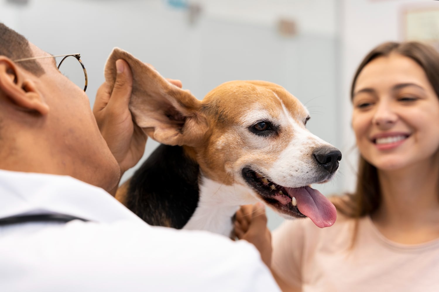 Los seguros para mascotas incluyen desde atención veterinaria, hasta servicio de peluquería