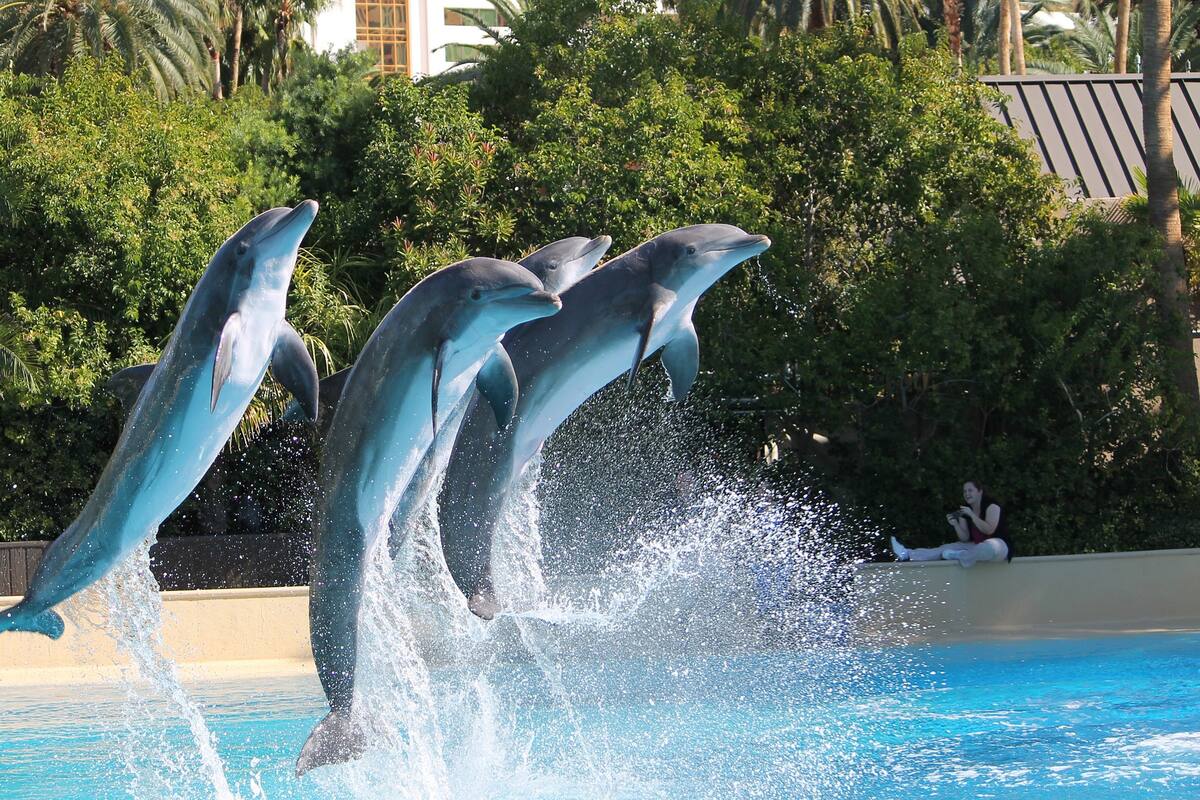 Delfines usan silbidos característicos para representar a otros delfines, de manera similar a como los humanos usan los nombres