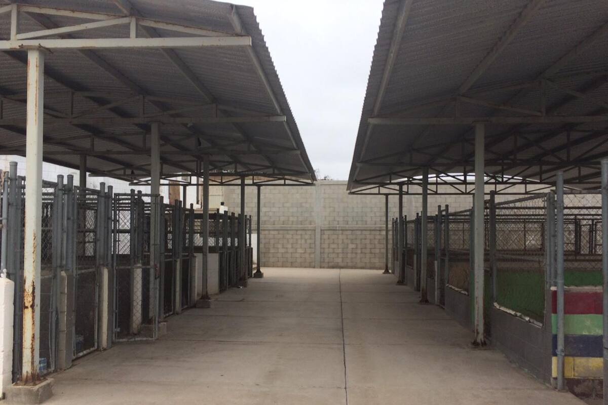 Preocupa a animalistas falta de cuidados y medicación a cachorros en la perrera