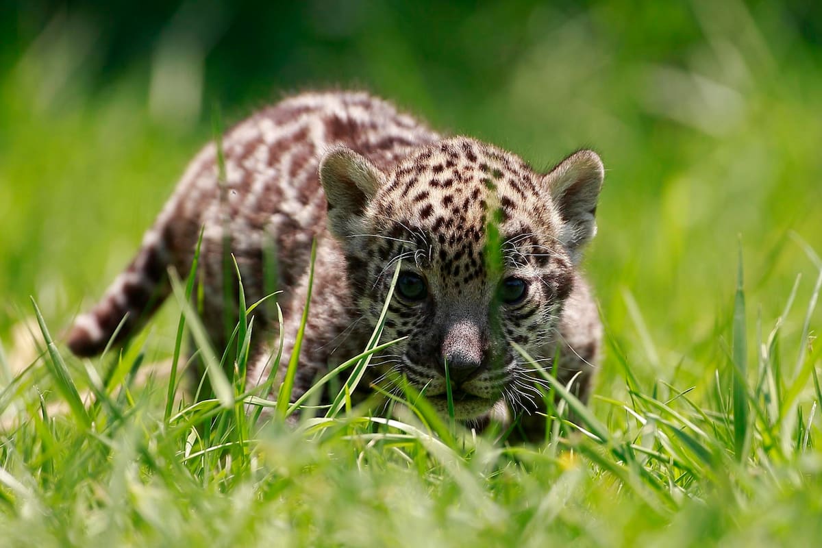 Fotografía de archivo de un ejemplare de jaguar nacidos en el Zoológico Reino Animal, en el municipio de Otumba, en el Estado de México (México). EFE/José Méndez