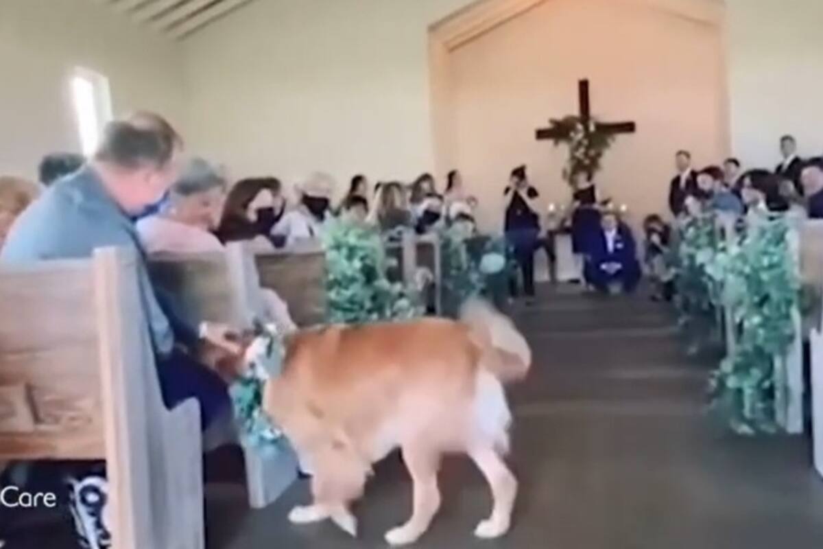 Perrito protagoniza la boda de sus humanos en el altar; se hace viral