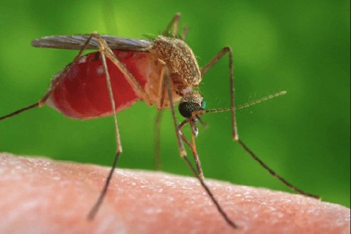 Coahuila: Se presenta primer caso por Virus del Oeste del Nilo