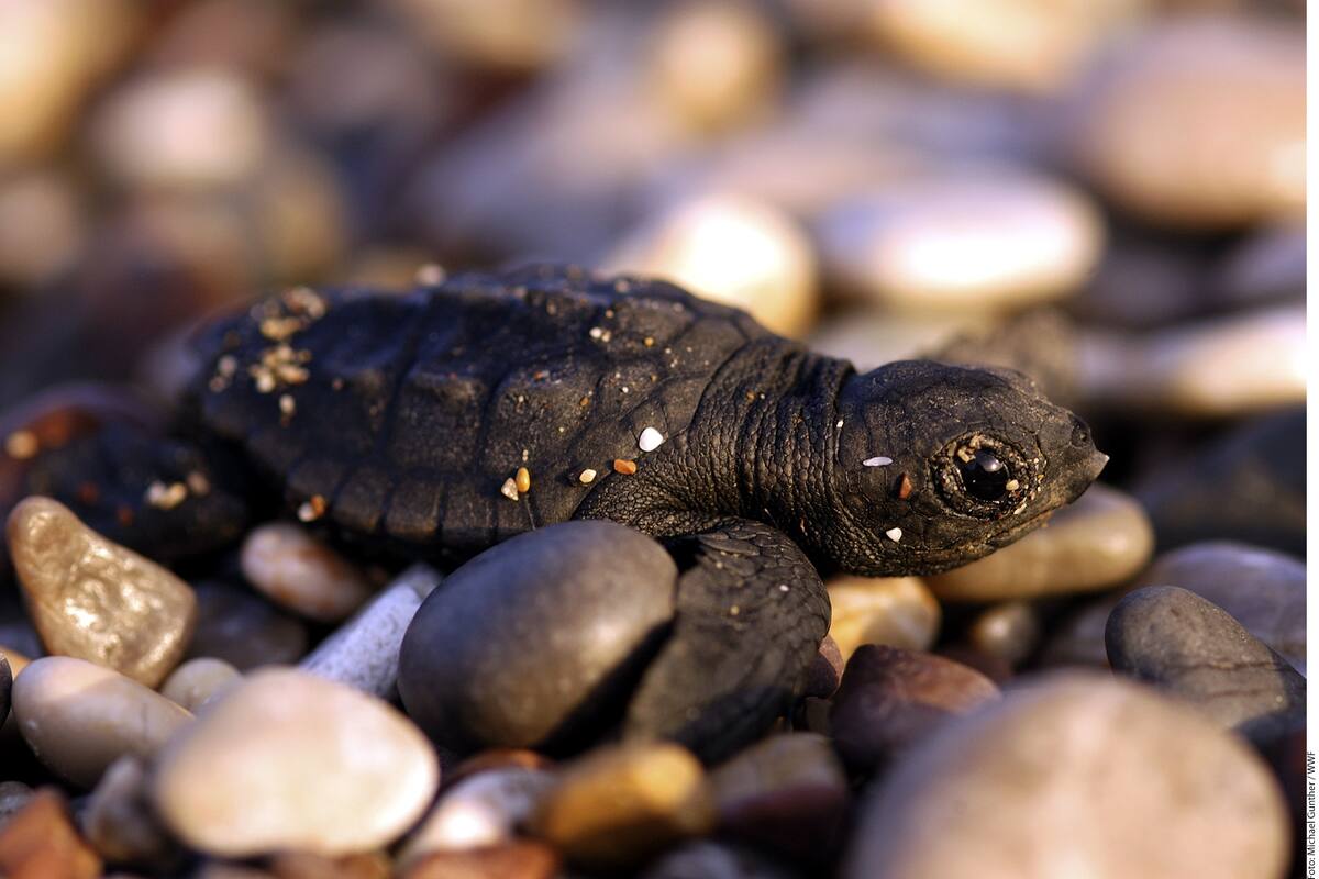 Nación Comcáac hará festival de las tortugas
