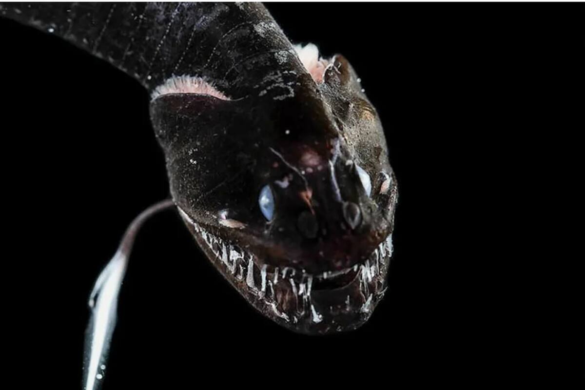 Biólogos marinos encuentran 16 especies de peces con piel ultranegra, absorben 99.9% de la luz