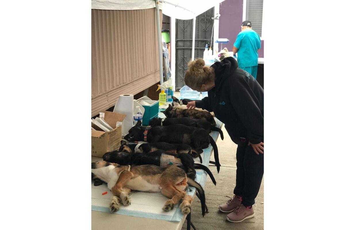 Asociación Huellitas Rosarito promueve la esterilización de perros y gatos