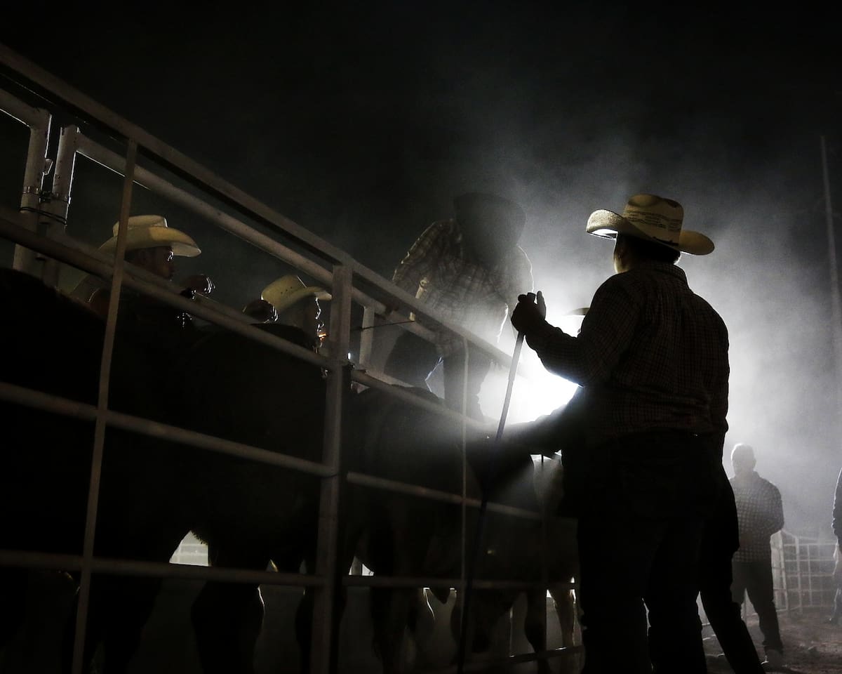 Jinetes participaron en las actividades de rodeo y jaripeo de las Fiestas del Sol, acompañadas por música norteña y regional en vivo.
Foto: Saúl Martínez