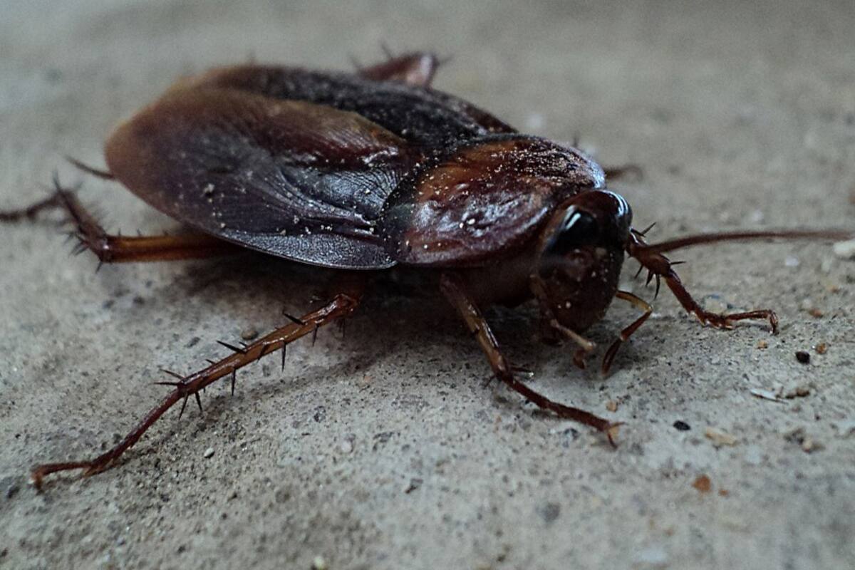 #CockroachChallenge, el reto de tomarse selfies con cucarachas
