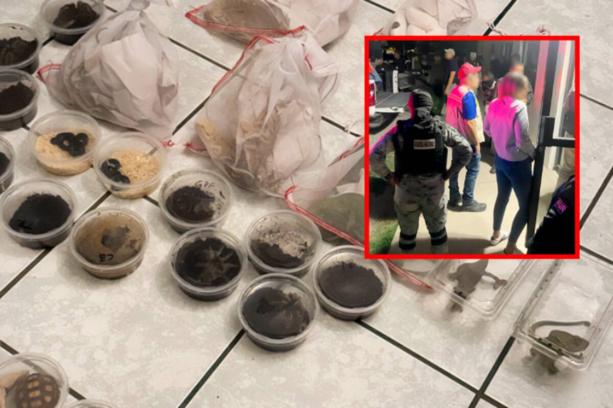 Profepa asegura 377 animales silvestres en operativos en Chihuahua; algunos están en peligro