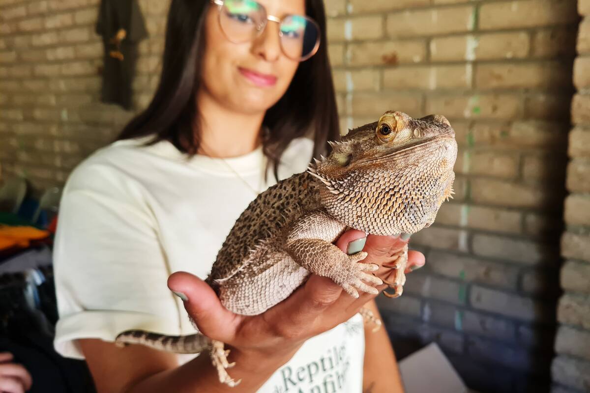 ¡Para perder el miedo a los reptiles!: Organizan el Festival de Anfibios y Reptiles