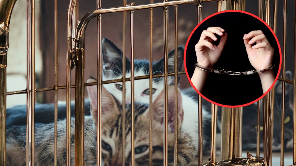 12 hombres fueron detenidos tras robar más de 2000 gatos domésticos para venderlos como carne para consumo humano en Vietnam; la policía recuperó 50 animales