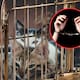 12 hombres fueron detenidos tras robar más de 2000 gatos domésticos para venderlos como carne para consumo humano en Vietnam; la policía recuperó 50 animales