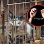 12 hombres fueron detenidos tras robar más de 2000 gatos domésticos para venderlos como carne para consumo humano en Vietnam; la policía recuperó 50 animales