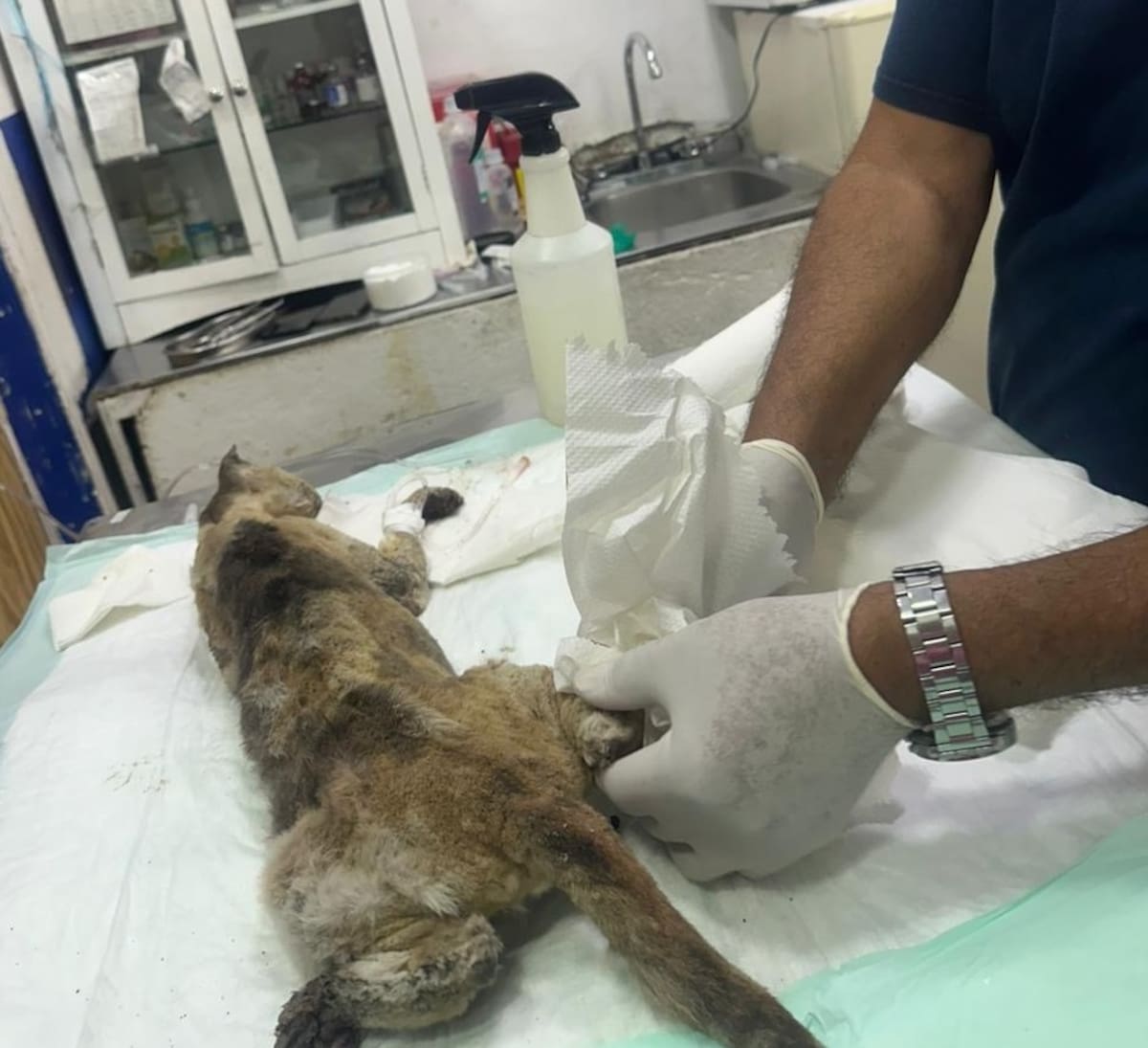 “Esperanza” resistió varios días con graves quemaduras tras el incendio en el Cañón del Padre, pero finalmente murió pese a la atención veterinaria. Foto: Leonardo González