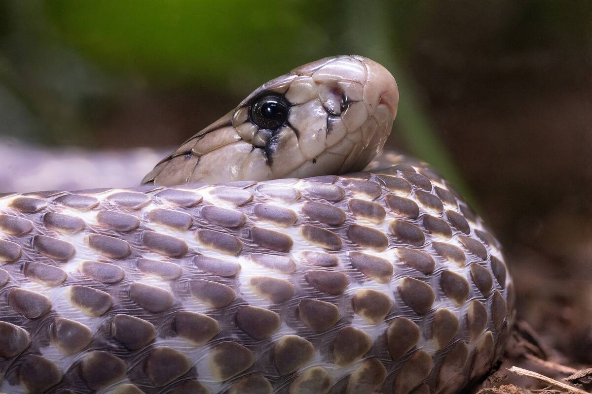 Graba a una cobra vomitando botella de plástico, reabre debate por contaminación