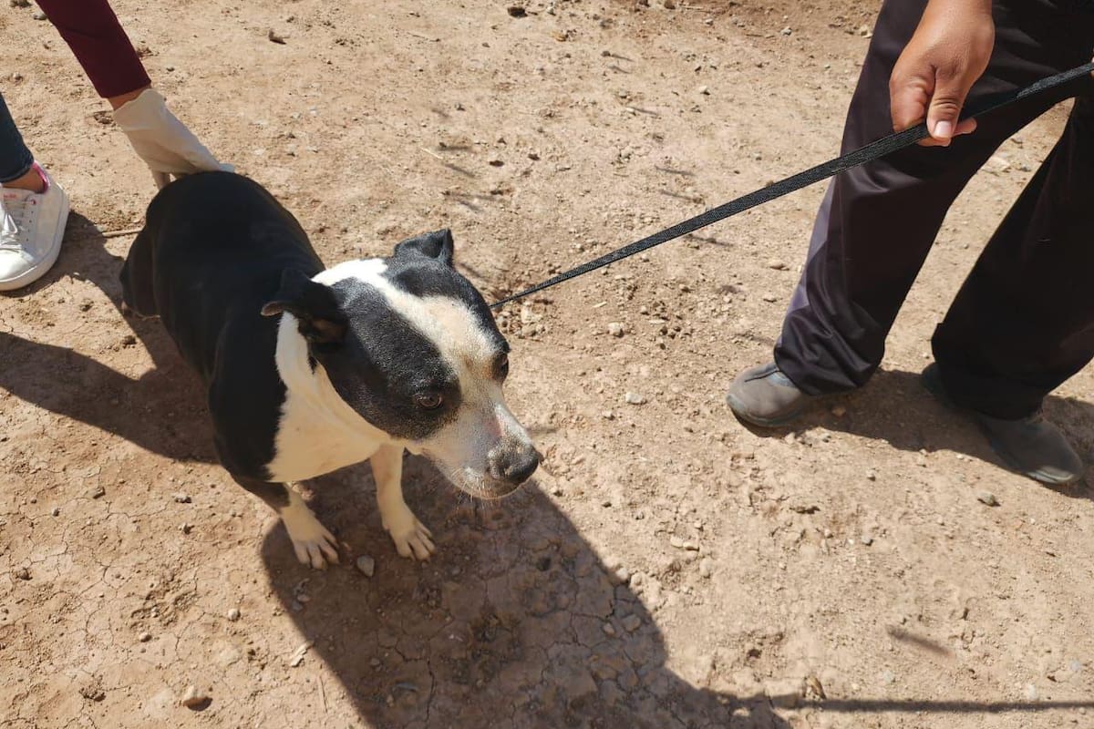 Perros hallados en abandono durante cateos por crueldad animal