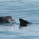 Jóvenes de San Felipe logran tres avistamientos de vaquita marina durante monitoreo en el Alto Golfo de California