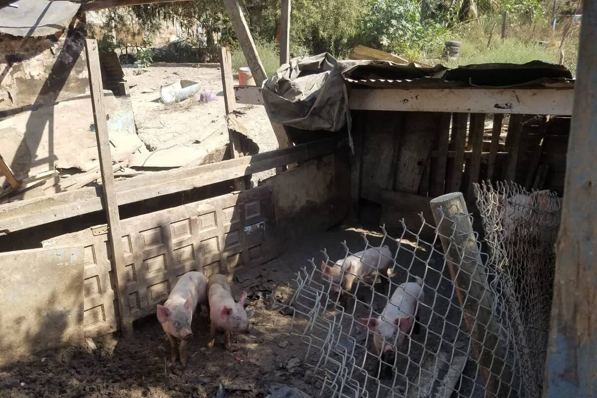 Policía Ecológica Sanciona por criadero de animales en zona urbana